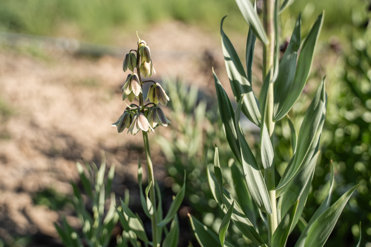 Řebčík perský Green Dreams, Loukykvět