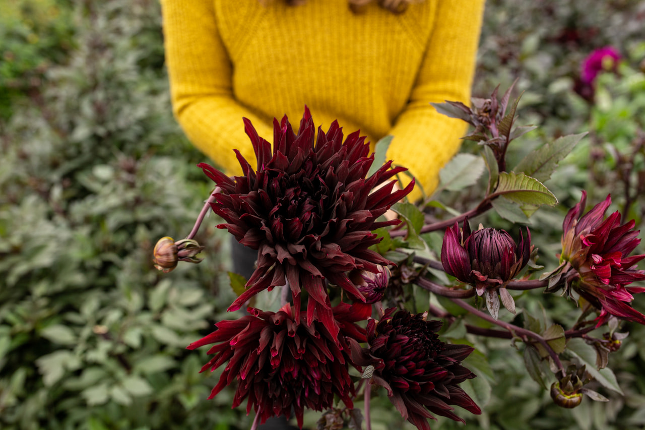 Daalia Black Jack, Loukykvět