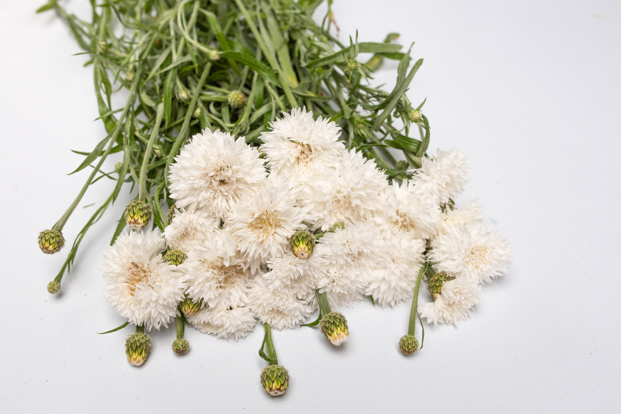 Aciano Tall Double Snowman, Loukykvět