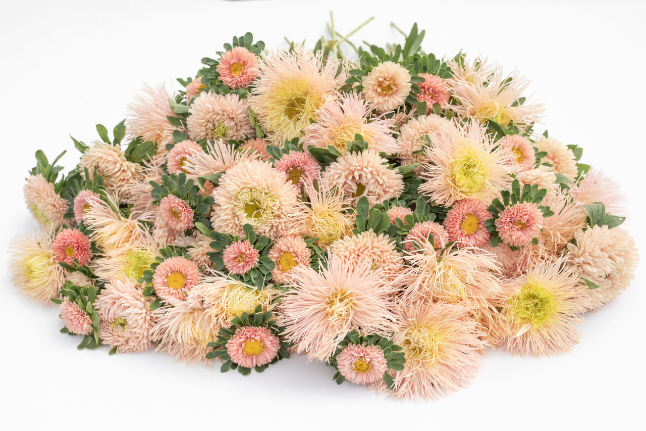 Kiinanasteri Light Apricot Peach Mix, Loukykvět