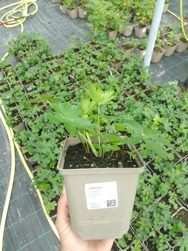 Tähtiputki - 9. 6. 2025