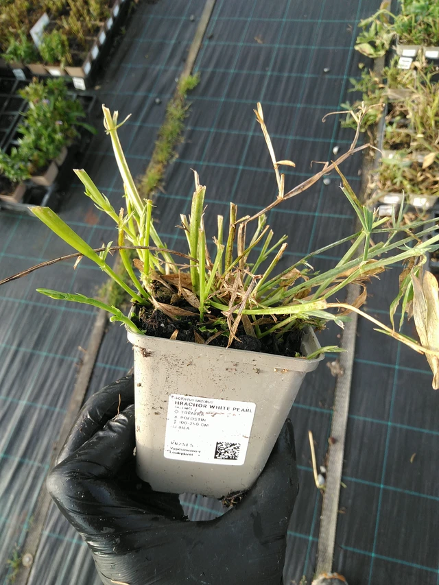 Tuoksuherne White Pearl - 31. 10. 2025