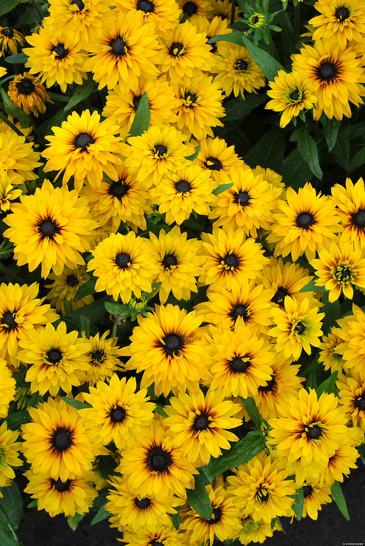 Rudbékie Flamenco Yellow, Loukykvět