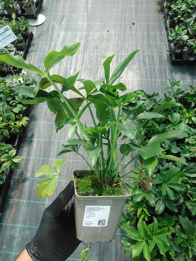 Jouluruusu Pretty Ellen White - 19. 8. 2025