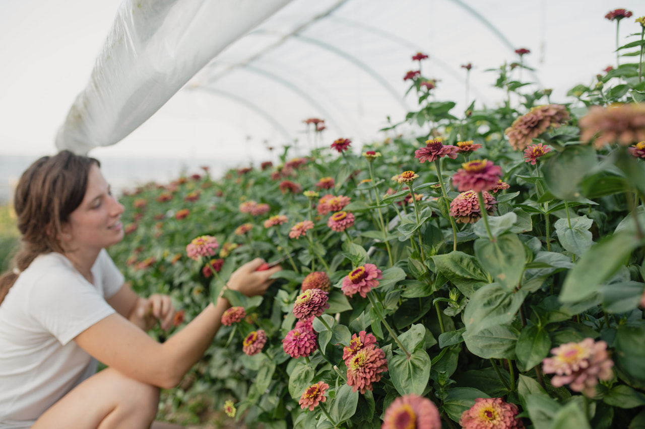Zinnia Queen Lime Red, Loukykvět