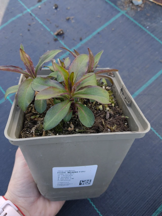 Leimu Winnetou - 27. 3. 2026