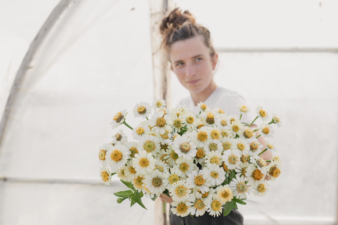 Pruudisõlg Zinderella White, Loukykvět