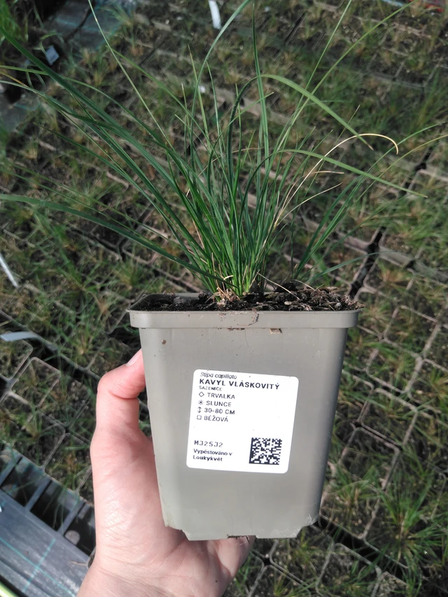 Hiushöyhenheinä - 13. 5. 2025