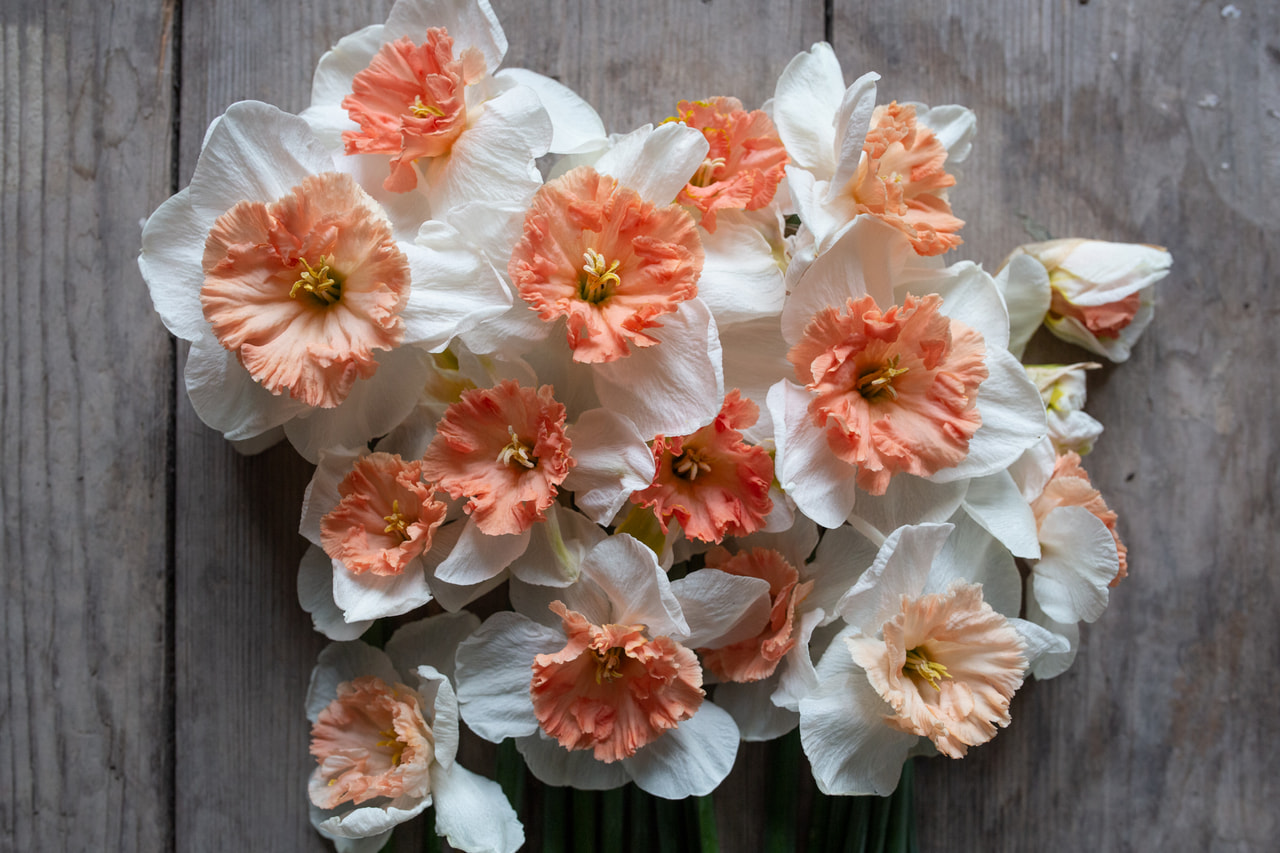 Narsissi Precocious, Loukykvět