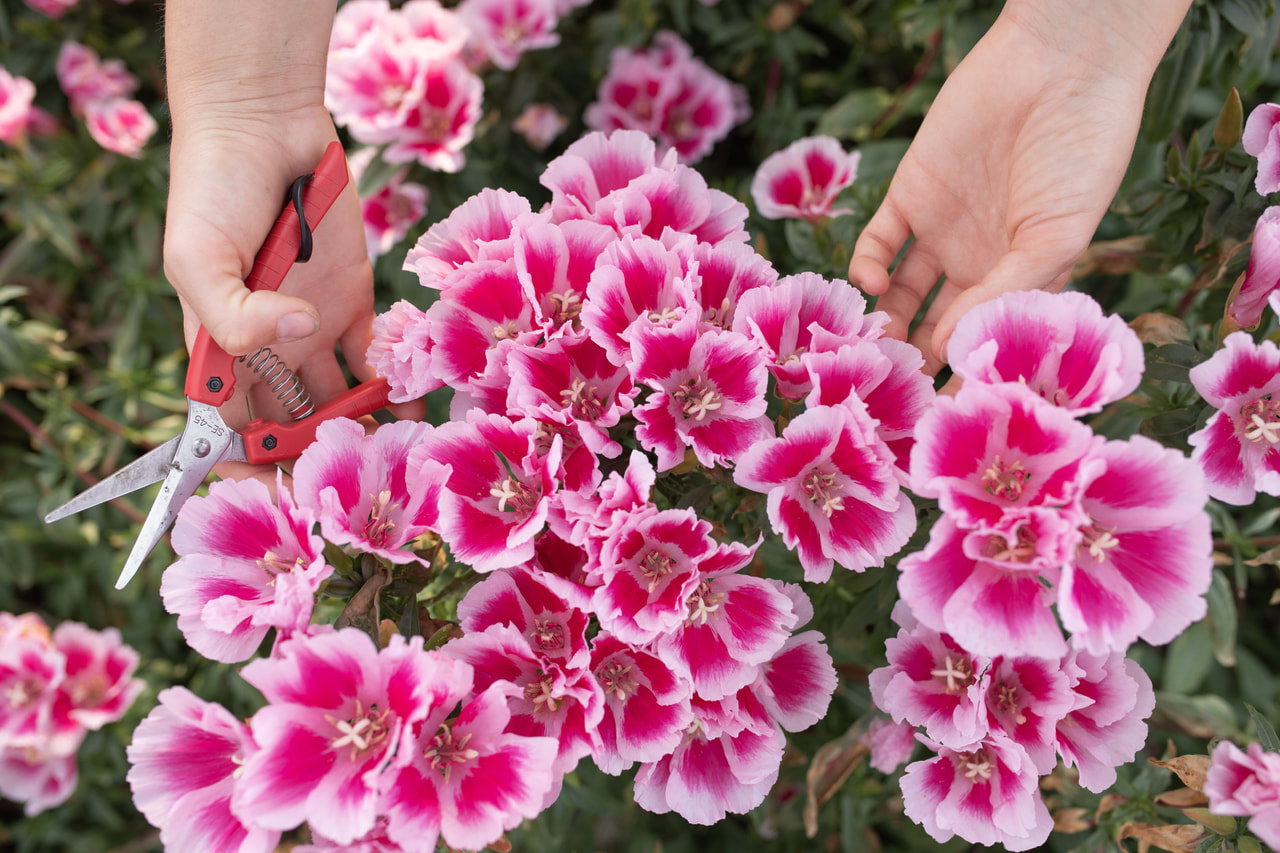 Clarkia Grace Rose Pink, Loukykvět