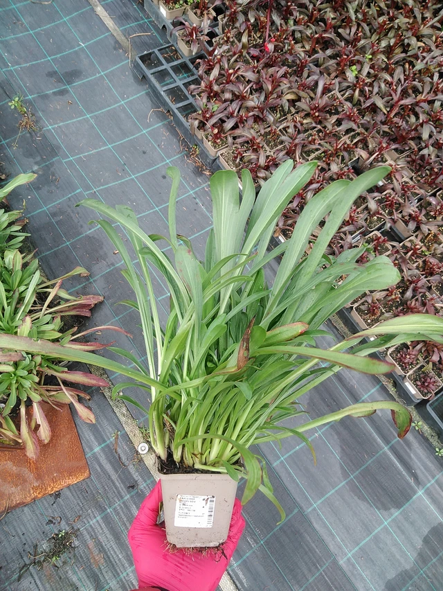 Komeahohdekukka - 29. 7. 2025