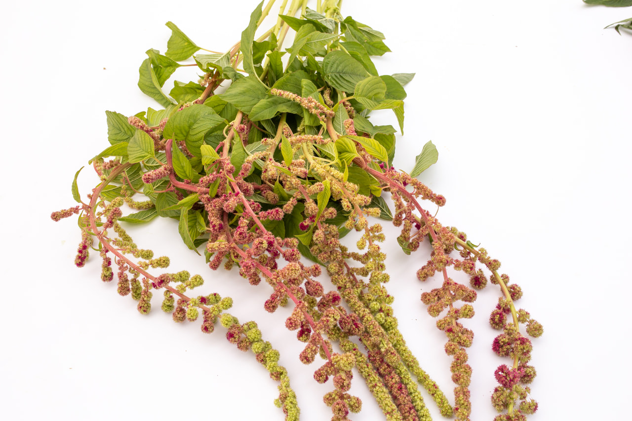 Amaranth Mira, Loukykvět