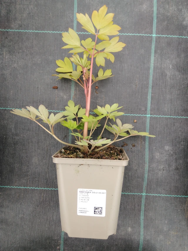 Särkynytsydän Gold Heart - 1. 4. 2026