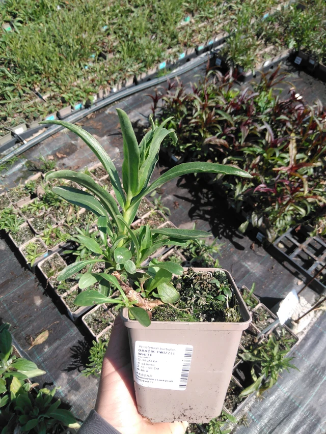 Partakello Twizzle White - 13. 5. 2025