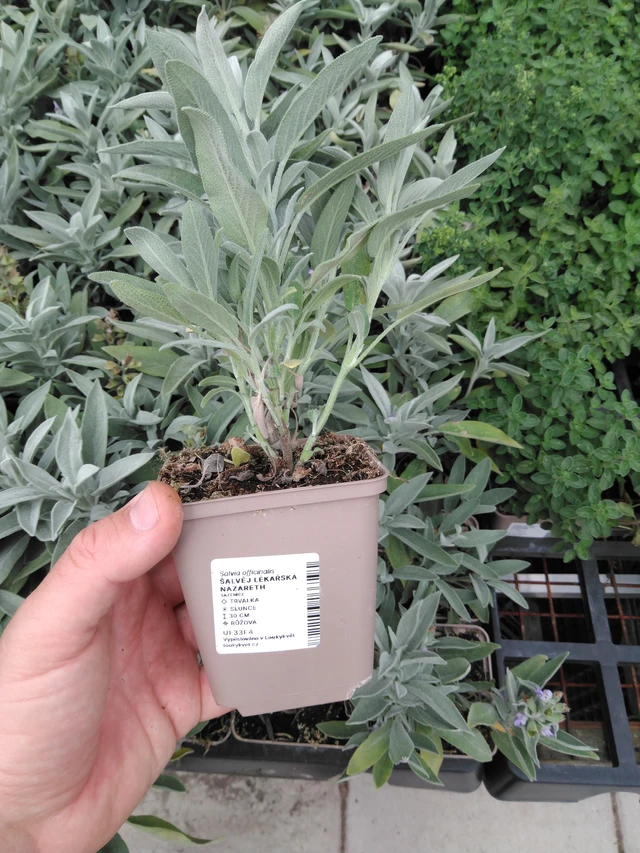 Salvia Nazareth - 2024