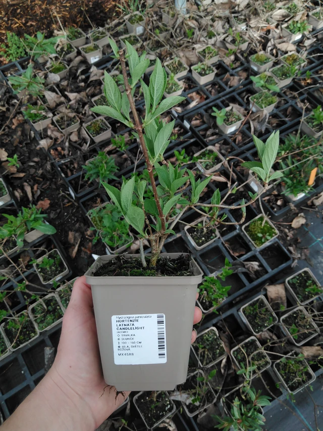 Syyshortensia Candlelight - 2024