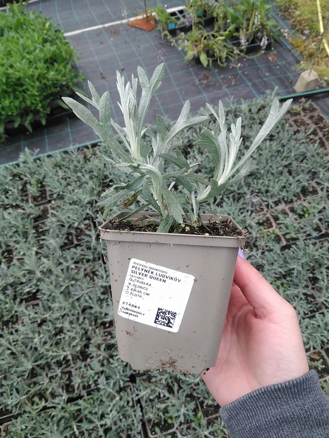 Artemisa Silver Queen - 9. 6. 2025