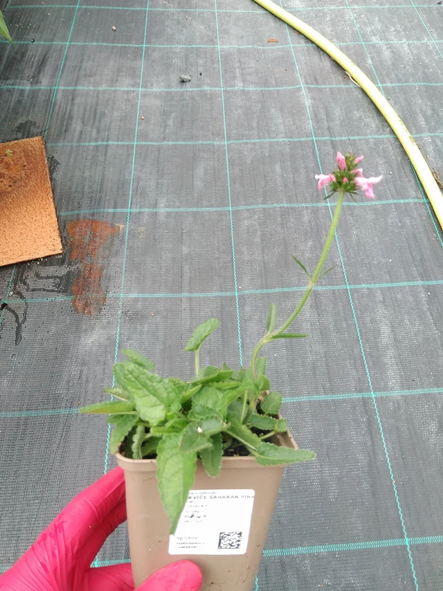 Betónica Saharan Pink - 29. 7. 2025