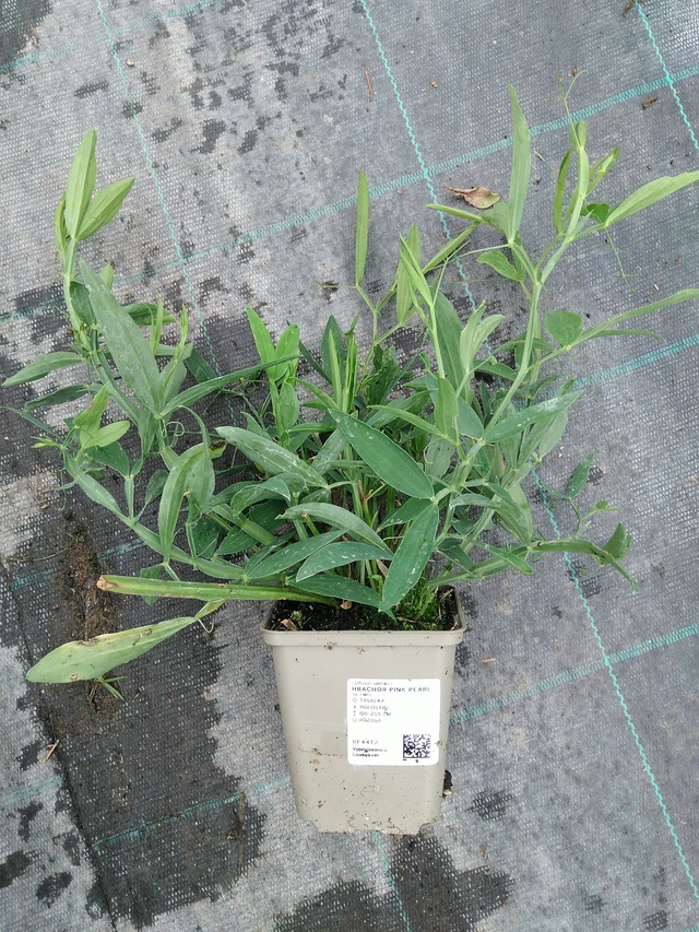 Tuoksuherne Pink Pearl - 10. 9. 2025