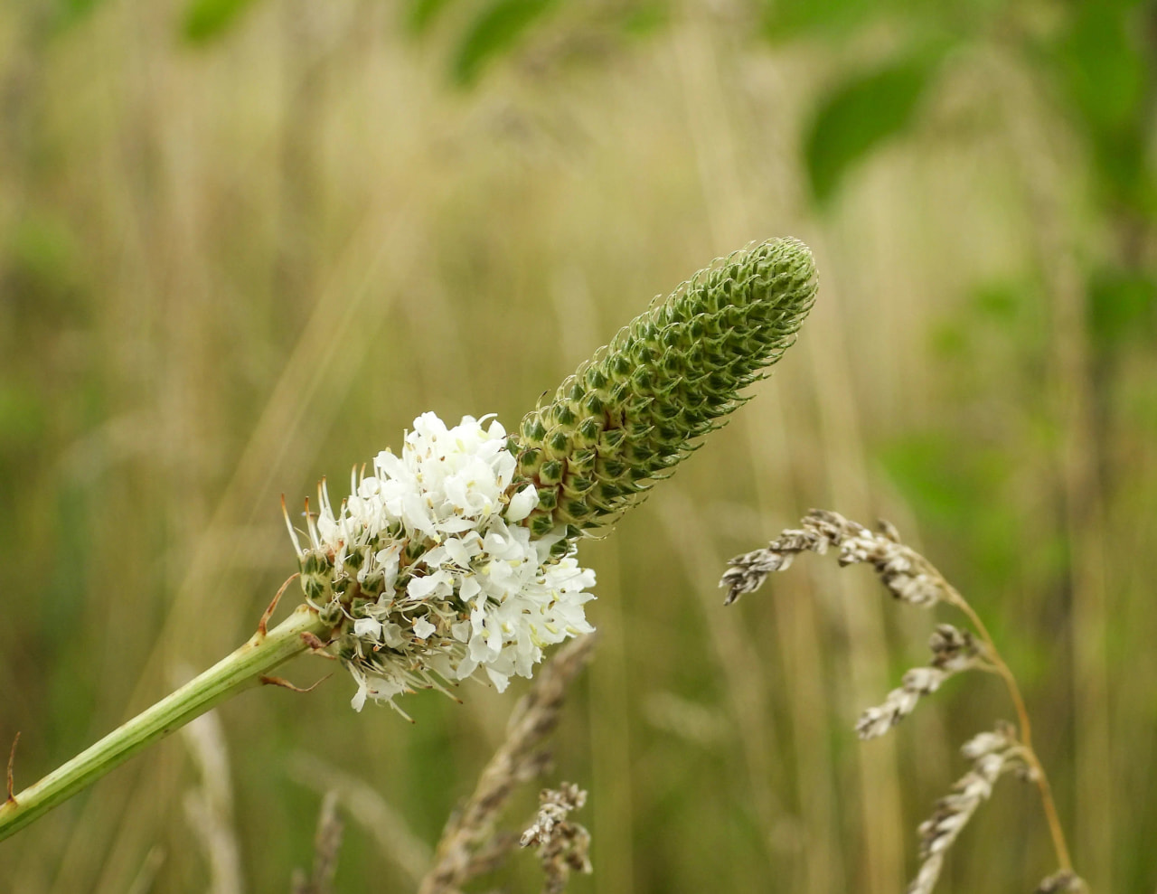 Dalea candidum, Loukykvět