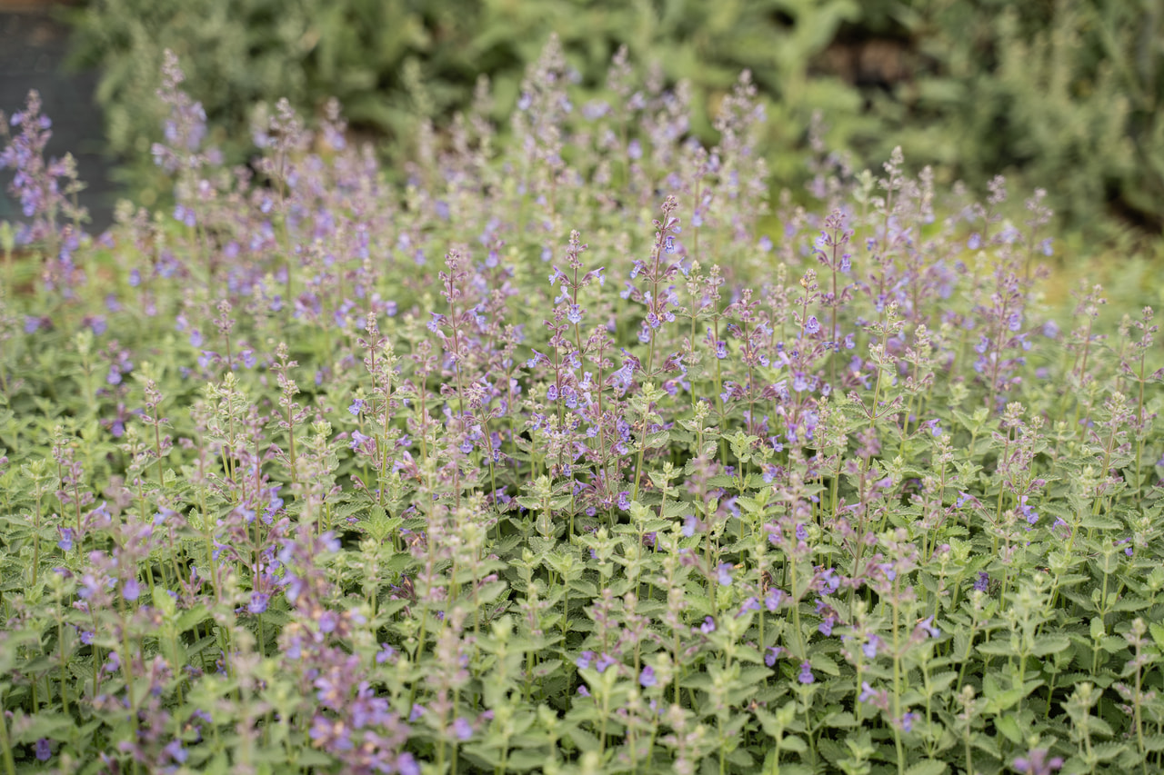 Kissanminttu Walker’s Low, Loukykvět