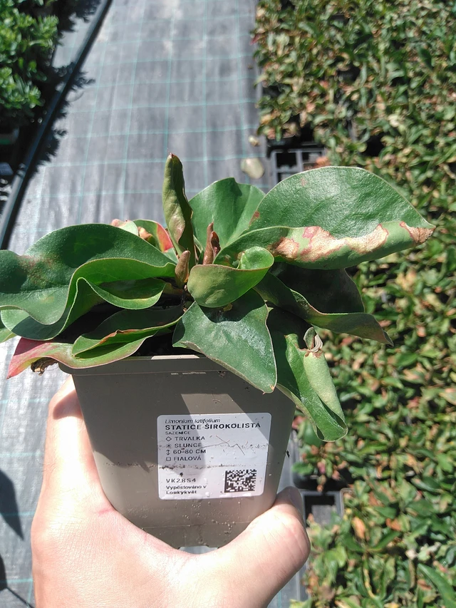 Hopeaikiviuhko - 24. 6. 2025