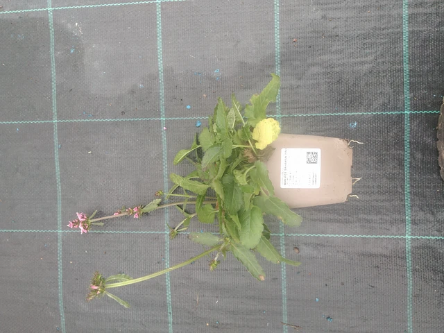 Betónica Saharan Pink - 10. 10. 2025