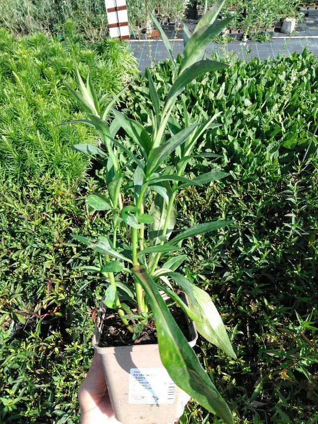 Syysasteri White Ladies - 24. 6. 2025