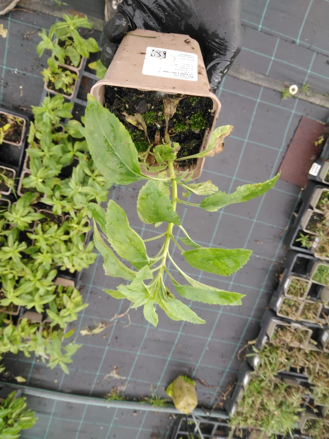 Tädyke Schneeriesin - 23. 10. 2025