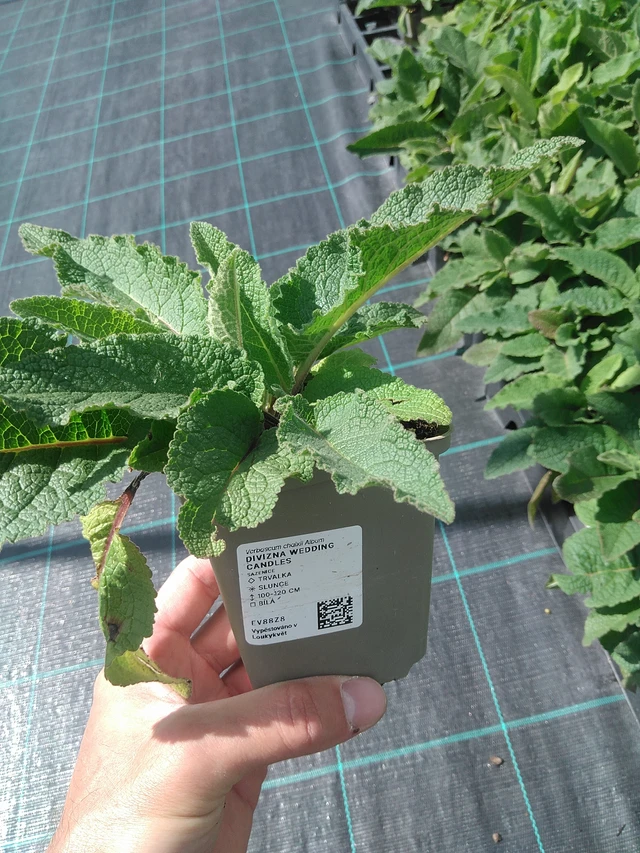 Verbascum Wedding Candles - 24. 6. 2025