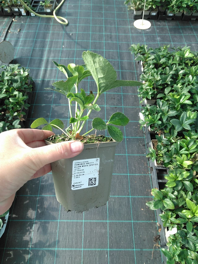 Jouluruusu Pretty Ellen White Spotted - 11. 7. 2025