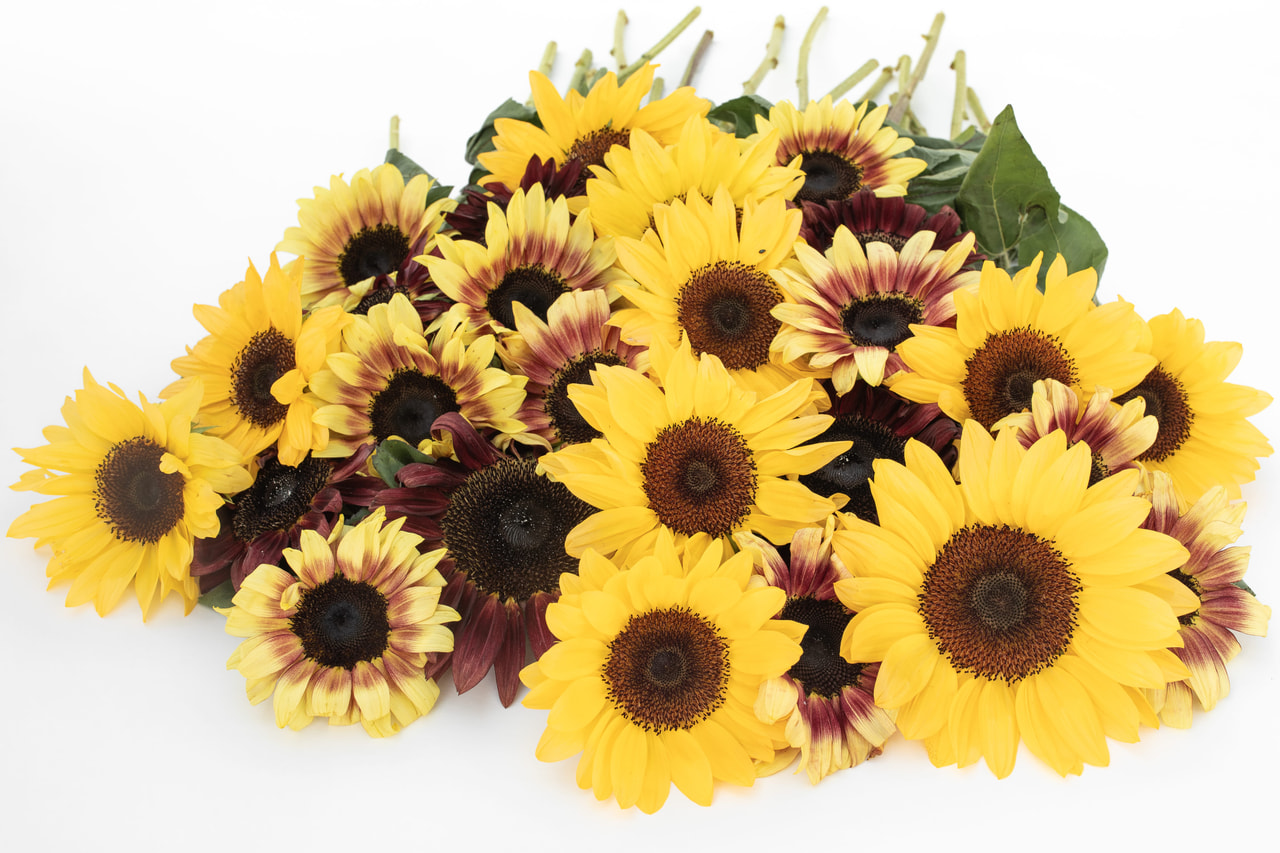 Sunflower ProCut Chocolate Peach Mix, Loukykvět