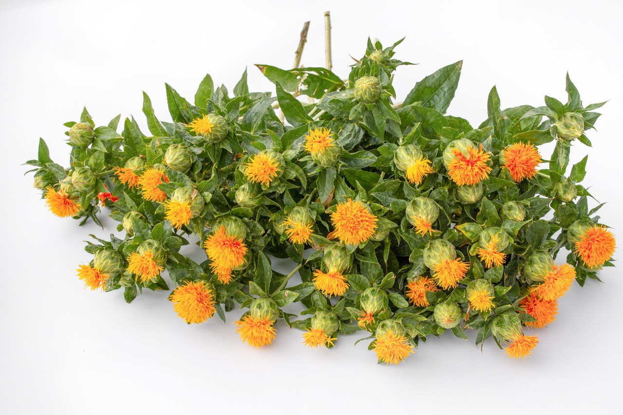 Värisaflori Orange Grenade, Loukykvět