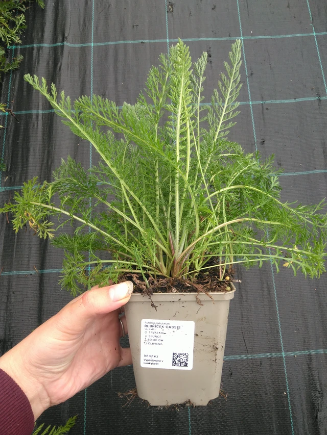 Siankärsämö Cassis - 11. 7. 2025