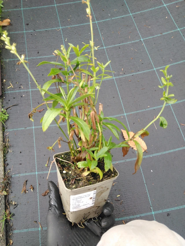 Kellopeippi Alba - 23. 10. 2025