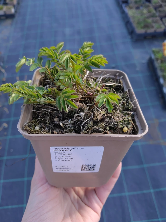 Luppio - 27. 3. 2026