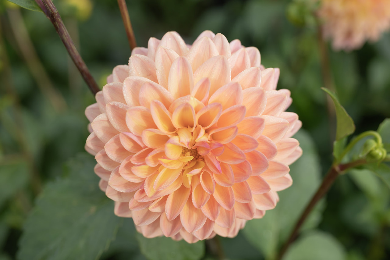 Daalia Moderato, Loukykvět