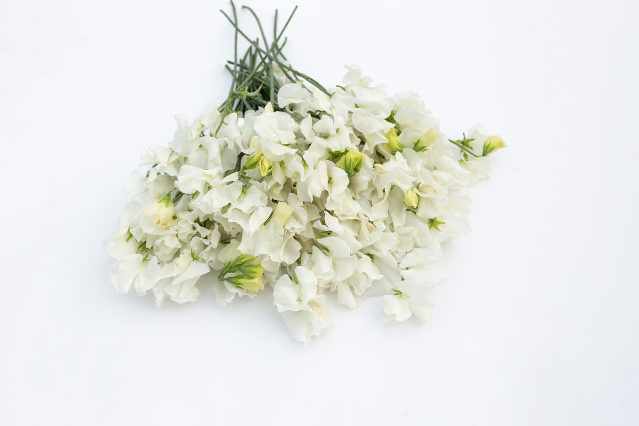 Lathyrus Winter Sunshine White, Loukykvět