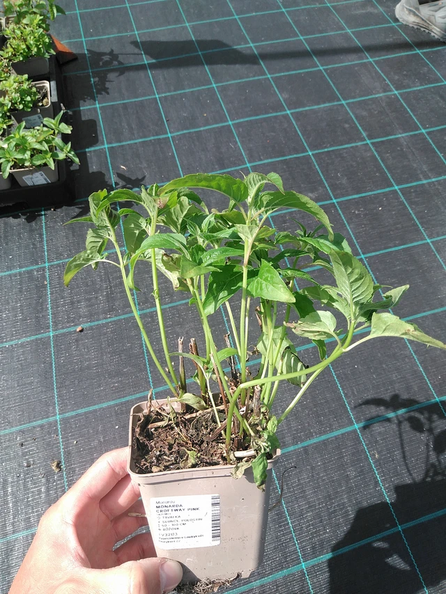 Väriminttu Croftway Pink - 24. 6. 2025