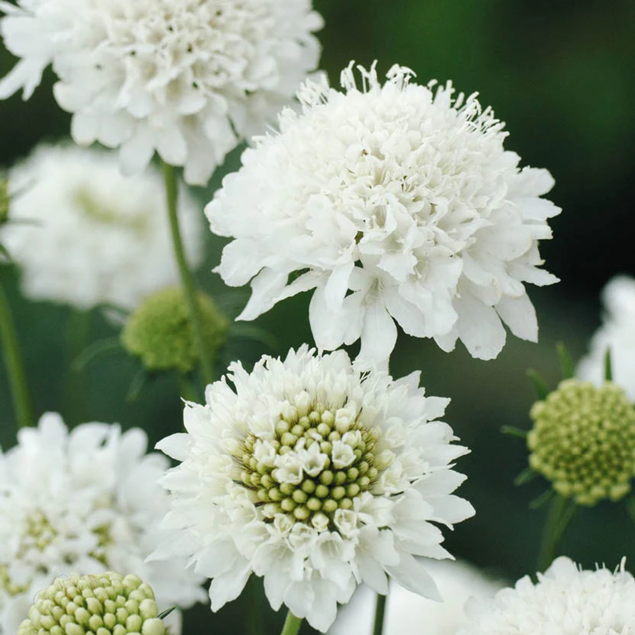 Törmäkukka Snowmaiden, Loukykvět