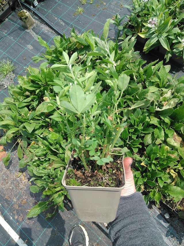 Revonpapu - 9. 6. 2025