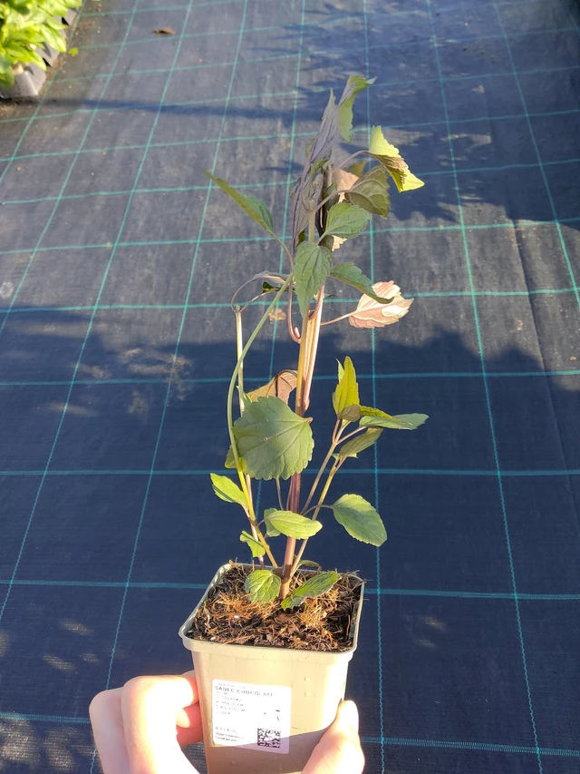 Punalatva Chocolate - 17. 9. 2025