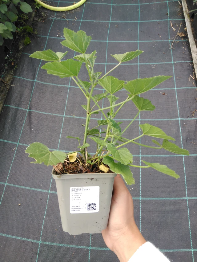 Malvikki Duet - 11. 9. 2025