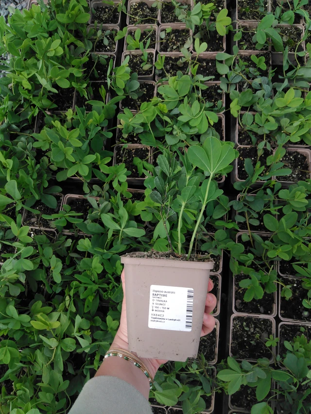 Baptisia australis - 2024