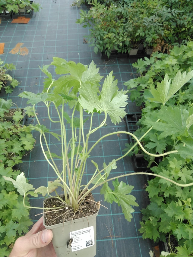 Ritarinkannus Benary’s Pacific Blue Bird - 24. 6. 2025