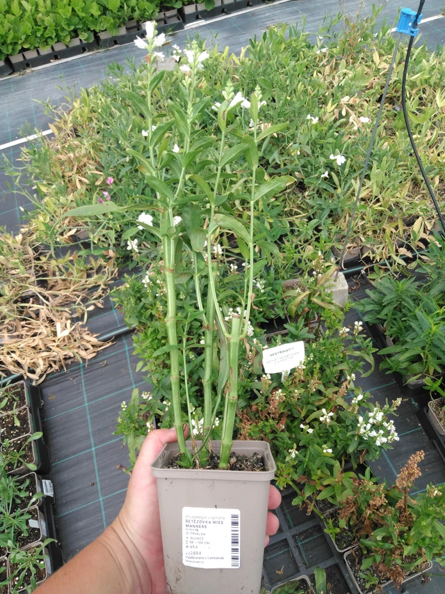 Kellopeippi Miss Manners - 2024