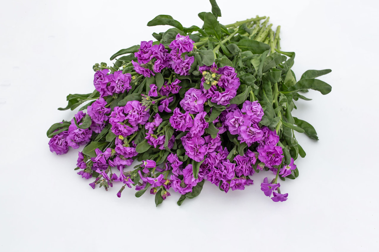 Levkoja Quartet Blue, Loukykvět