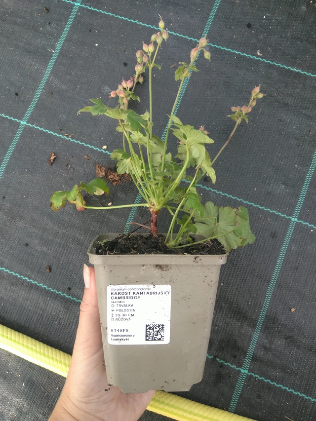 Peittokurjenpolvi Cambridge - 11. 7. 2025