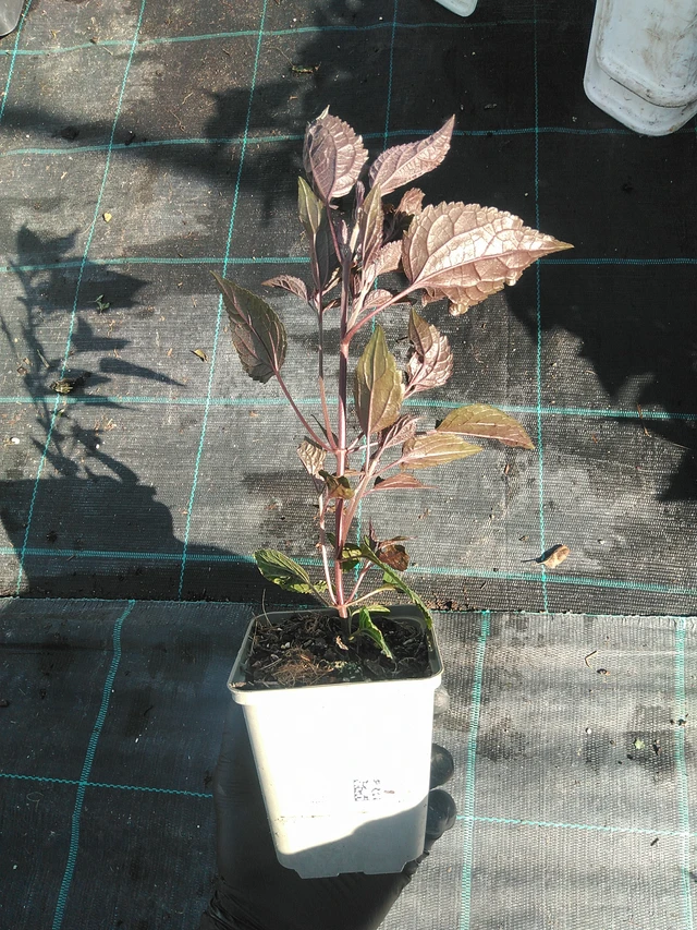 Punalatva Chocolate - 1. 9. 2025