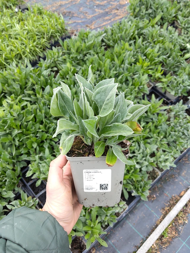 Vuorikaunokki - 21. 4. 2026